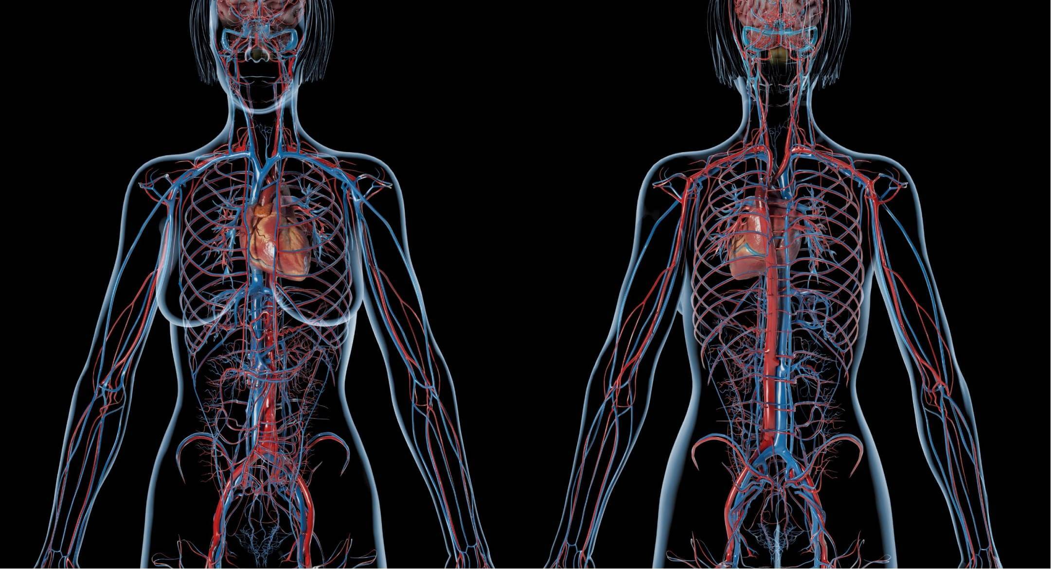 Scientific Illustration depicting the human body's cardiovascular and nervous systems